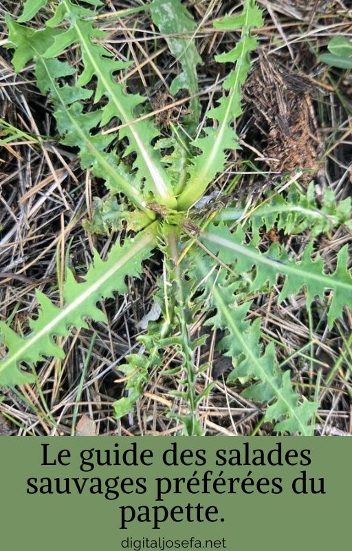 Le guide des salades sauvage préférées du papette